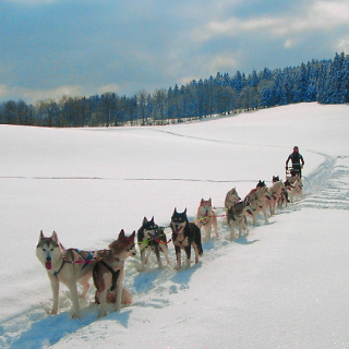  Sled Dog 4